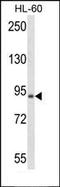 Matrix Metallopeptidase 15 antibody, orb389327, Biorbyt, Western Blot image 