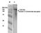 Glutamate Metabotropic Receptor 5 antibody, NBP2-22424, Novus Biologicals, Western Blot image 