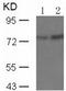 Protein Kinase C Theta antibody, TA324173, Origene, Western Blot image 