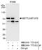 N6-adenosine-methyltransferase 70 kDa subunit antibody, NB100-77311, Novus Biologicals, Immunoprecipitation image 