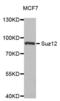 SUZ12 Polycomb Repressive Complex 2 Subunit antibody, abx004159, Abbexa, Western Blot image 