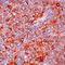 Transmembrane Protein 38B antibody, orb75325, Biorbyt, Immunohistochemistry paraffin image 