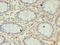 SEC11 Homolog A, Signal Peptidase Complex Subunit antibody, orb356631, Biorbyt, Immunohistochemistry paraffin image 