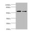6-phosphogluconate dehydrogenase, decarboxylating antibody, A52692-100, Epigentek, Western Blot image 