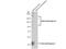 Dystroglycan 1 antibody, NBP2-14868, Novus Biologicals, Western Blot image 