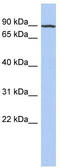 KN Motif And Ankyrin Repeat Domains 3 antibody, TA333372, Origene, Western Blot image 