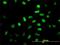 Neuronal Differentiation 1 antibody, H00004760-M01, Novus Biologicals, Immunofluorescence image 
