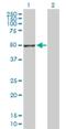 Gasdermin D antibody, H00079792-D01P, Novus Biologicals, Western Blot image 