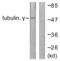 Tubulin Gamma 1 antibody, abx013241, Abbexa, Western Blot image 