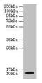 Dynein Light Chain LC8-Type 1 antibody, CSB-PA01284A0Rb, Cusabio, Western Blot image 