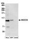 Molybdenum Cofactor Sulfurase antibody, A304-949A, Bethyl Labs, Western Blot image 