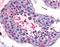 Bestrophin 2 antibody, orb85966, Biorbyt, Immunohistochemistry paraffin image 