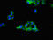 Tubulin Alpha 4a antibody, orb46227, Biorbyt, Immunofluorescence image 