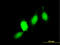 Glutathione S-Transferase Pi 1 antibody, LS-C197370, Lifespan Biosciences, Immunofluorescence image 