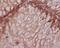 Integrin Subunit Beta 1 antibody, M00772-1, Boster Biological Technology, Immunohistochemistry frozen image 