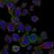 SAM Domain, SH3 Domain And Nuclear Localization Signals 1 antibody, NBP1-82598, Novus Biologicals, Immunofluorescence image 