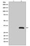 GFP antibody, H30939, Boster Biological Technology, Western Blot image 