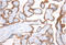 Glucosidase Alpha, Acid antibody, AM32801PU-N, Origene, Immunohistochemistry frozen image 