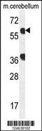 GTP Binding Protein 2 antibody, 55-094, ProSci, Western Blot image 