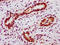 Signal Transducer And Activator Of Transcription 5A antibody, CSB-RA022814A694phHU, Cusabio, Immunohistochemistry paraffin image 