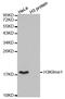 Histone Cluster 3 H3 antibody, STJ23984, St John