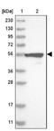 Cysteine Rich Secretory Protein LCCL Domain Containing 1 antibody, NBP1-84413, Novus Biologicals, Western Blot image 