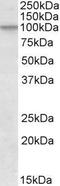 Cullin 2 antibody, GTX88108, GeneTex, Western Blot image 