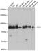 G2/M-Phase Specific E3 Ubiquitin Protein Ligase antibody, 15-526, ProSci, Western Blot image 