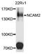 Neural Cell Adhesion Molecule 2 antibody, abx002910, Abbexa, Western Blot image 