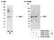 Interferon Regulatory Factor 1 antibody, A303-376A, Bethyl Labs, Immunoprecipitation image 