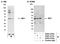 IRF1 antibody, A303-376A, Bethyl Labs, Immunoprecipitation image 