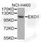 Exonuclease 1 antibody, A6810, ABclonal Technology, Western Blot image 