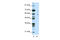 Forkhead Box A2 antibody, 29-074, ProSci, Western Blot image 