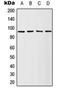 Ribosomal Protein S6 Kinase A1 antibody, orb214536, Biorbyt, Western Blot image 