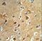 PPM1H antibody, LS-C162073, Lifespan Biosciences, Immunohistochemistry paraffin image 