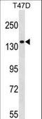 Myosin IE antibody, LS-B11096, Lifespan Biosciences, Western Blot image 