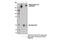 RNA Polymerase II Subunit A antibody, 13546S, Cell Signaling Technology, Immunoprecipitation image 