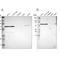 Chaperonin Containing TCP1 Subunit 5 antibody, NBP1-83042, Novus Biologicals, Western Blot image 