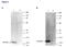 Histone H3 antibody, TA347173, Origene, Western Blot image 