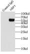 HMG-Box Transcription Factor 1 antibody, FNab03774, FineTest, Immunoprecipitation image 
