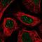 GD antibody, NBP1-89781, Novus Biologicals, Immunofluorescence image 