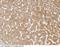 Endoplasmic reticulum resident protein 29 antibody, 103049-T08, Sino Biological, Immunohistochemistry frozen image 