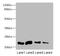 C-Type Lectin Domain Family 3 Member A antibody, A62286-100, Epigentek, Western Blot image 