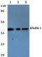 CD226 Molecule antibody, A01094Y325, Boster Biological Technology, Western Blot image 