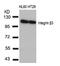Integrin Subunit Beta 3 antibody, 79-317, ProSci, Western Blot image 