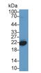 Chromobox 3 antibody, LS-C293328, Lifespan Biosciences, Western Blot image 