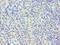 TAR DNA Binding Protein antibody, LS-C377519, Lifespan Biosciences, Immunohistochemistry frozen image 
