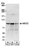 Activating Signal Cointegrator 1 Complex Subunit 2 antibody, A304-019A, Bethyl Labs, Western Blot image 