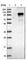 IQ Motif Containing E antibody, HPA019515, Atlas Antibodies, Western Blot image 