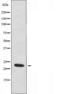 Trafficking Protein Particle Complex 3 antibody, orb227083, Biorbyt, Western Blot image 